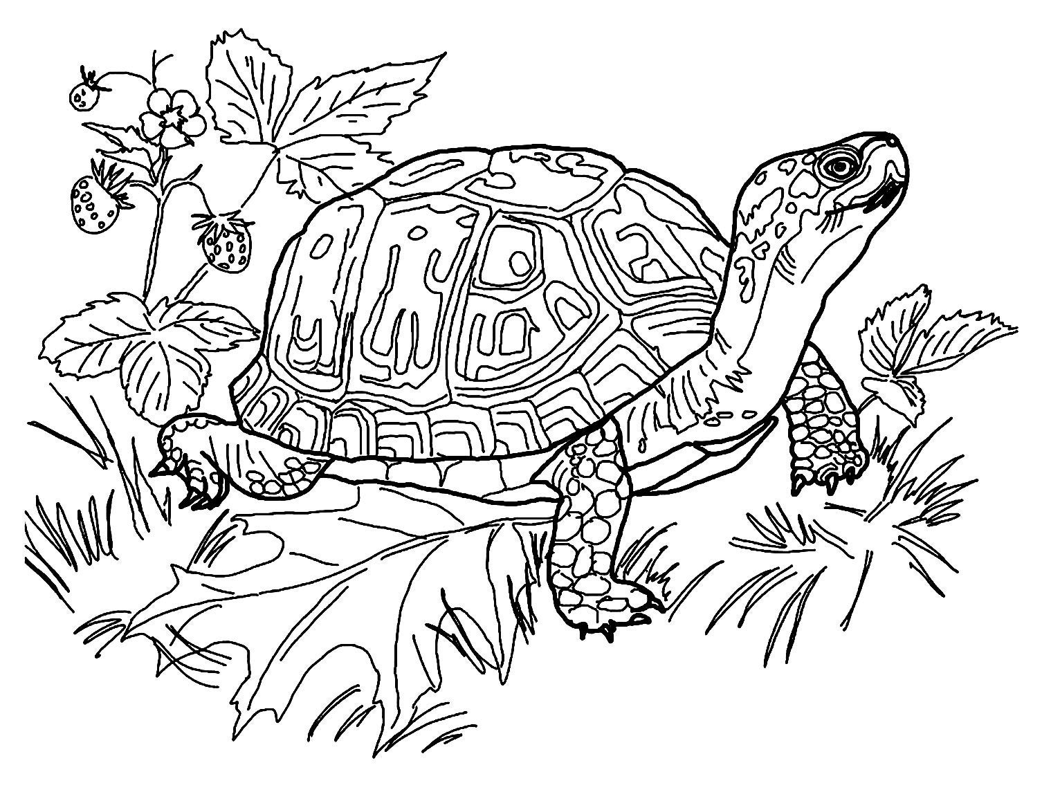 10 Turtle Themed Coloring Pages Digital Download Etsy