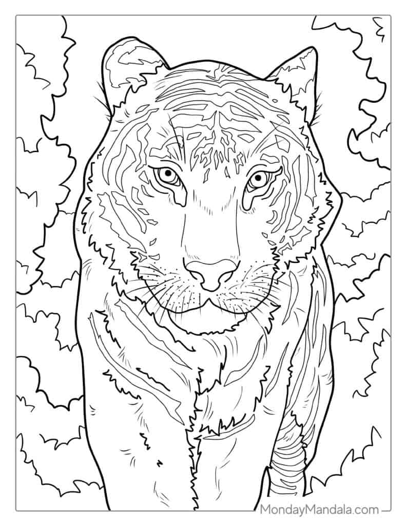 coloring sheets of tigers