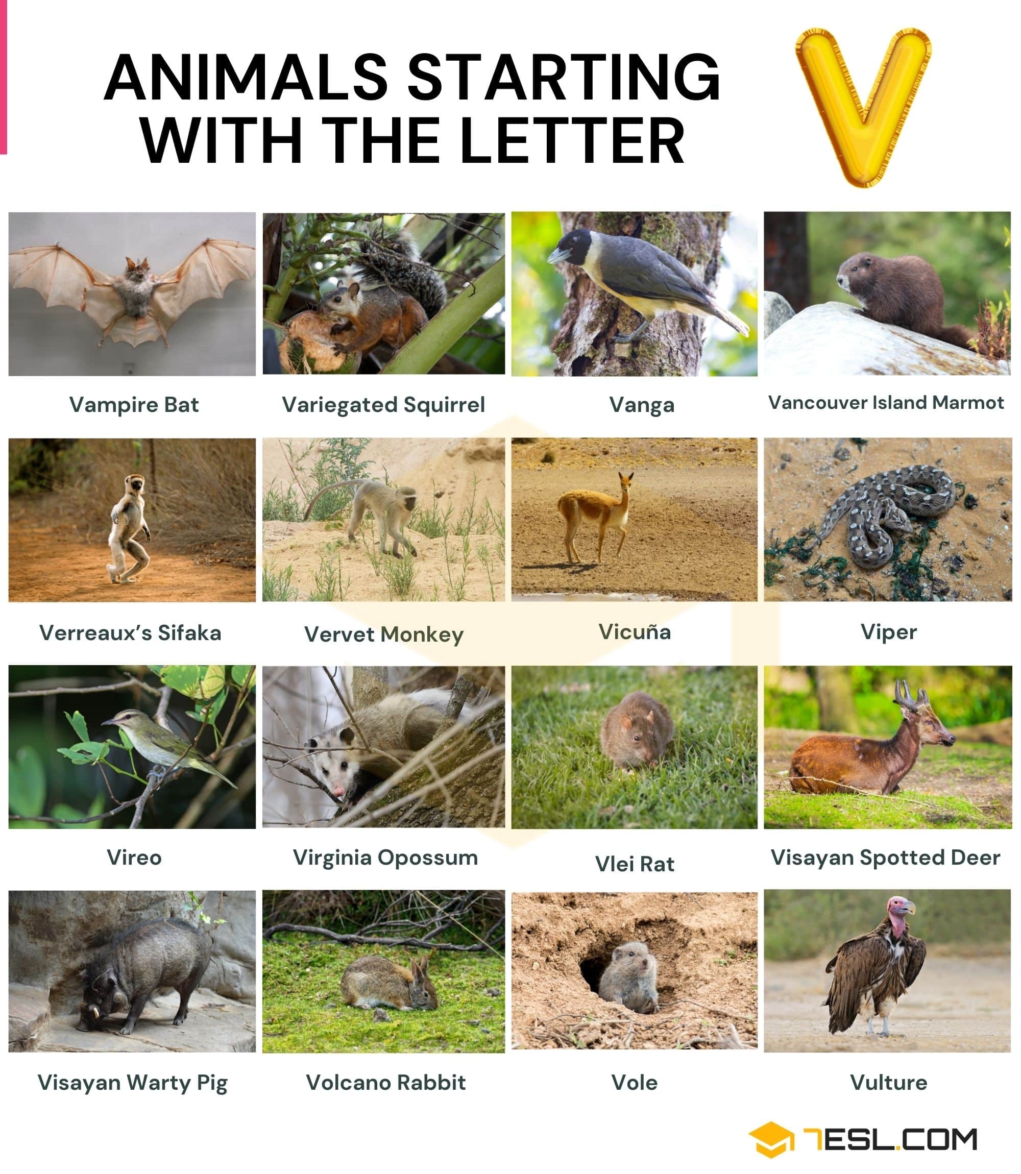 96 Animals That Start With V English Vocabulary 7ESL