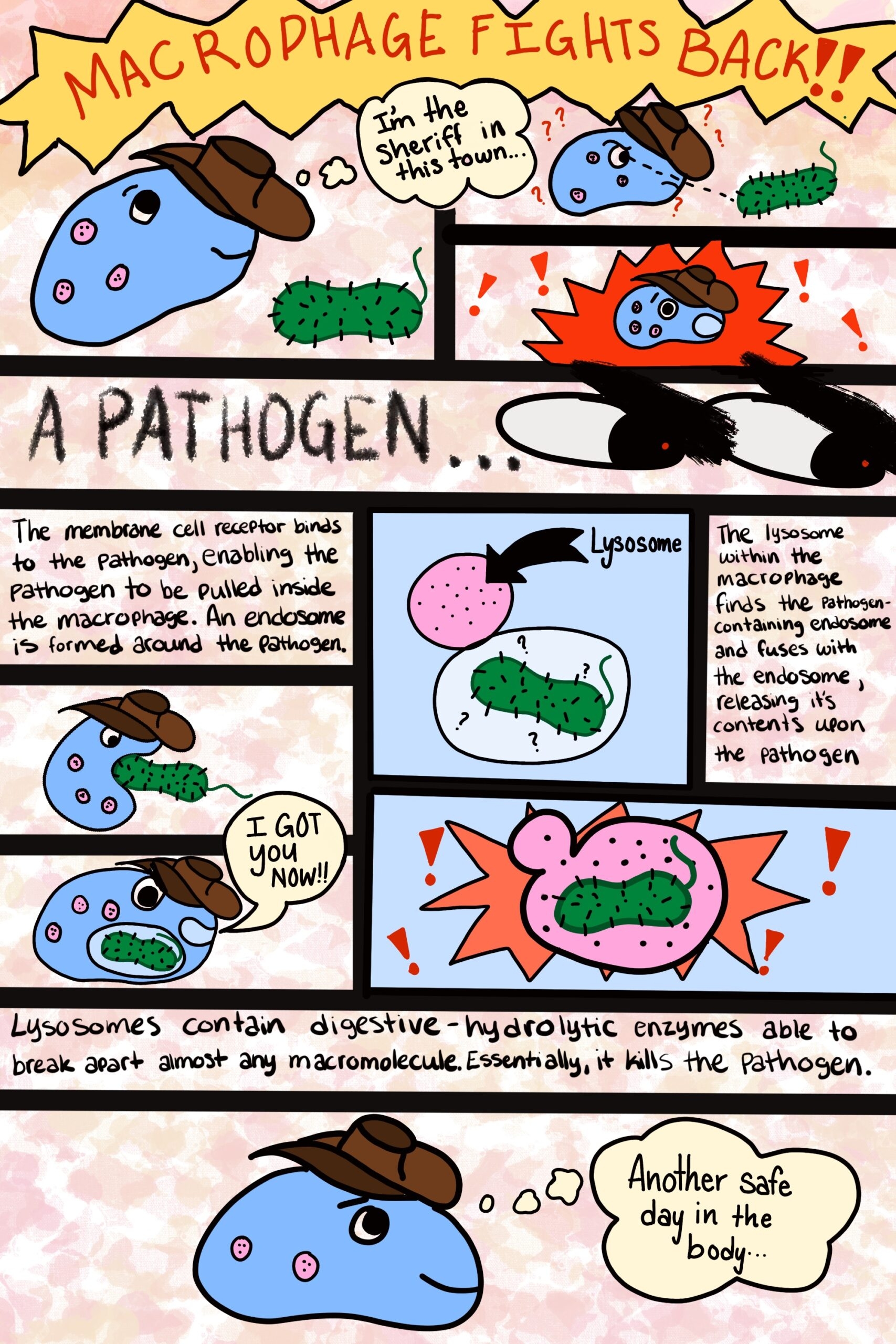 A Comic Strip On Macrophages Human STEAM