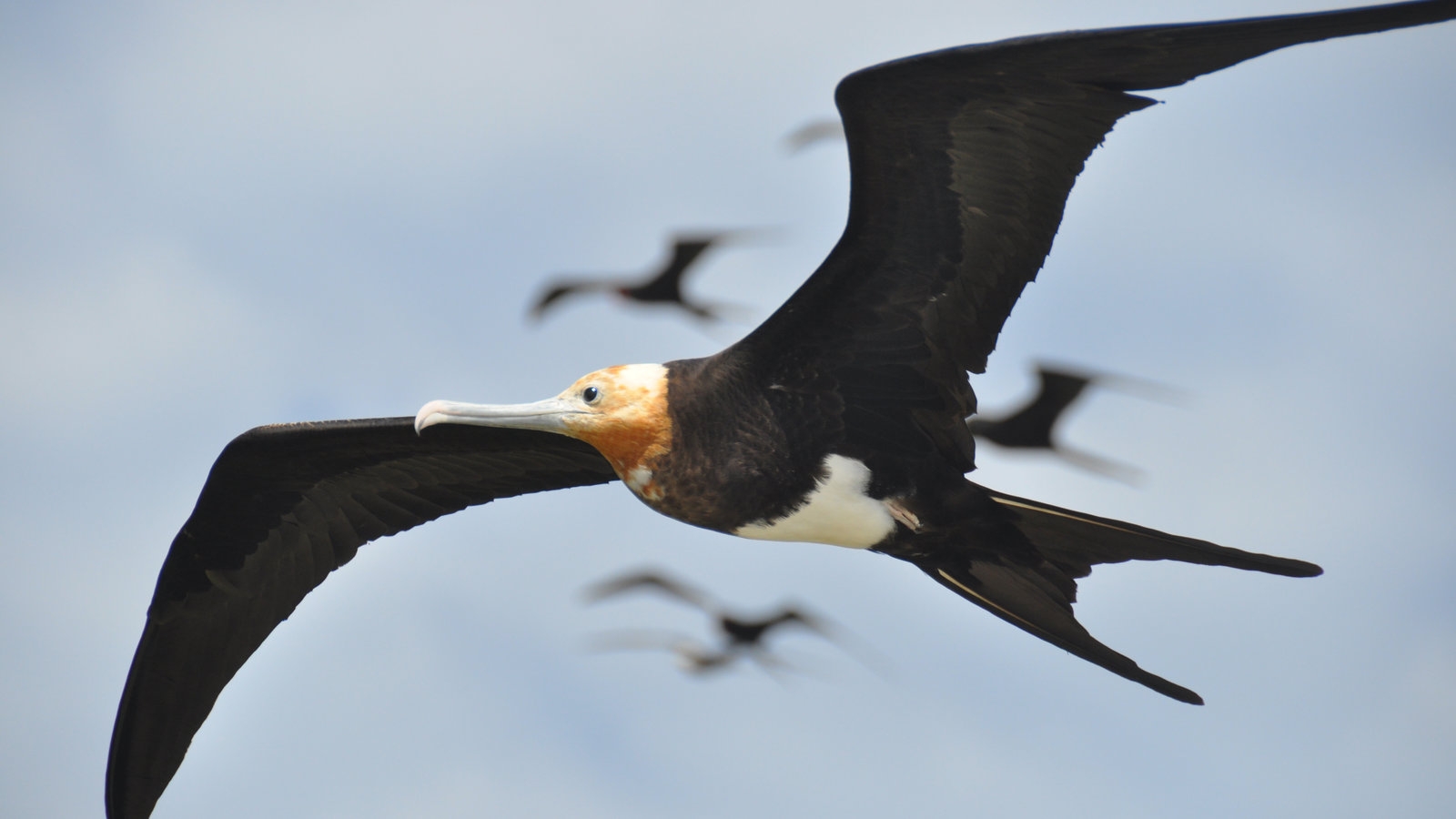 A Roller Coaster In The Sky For Frigatebirds The New York Times