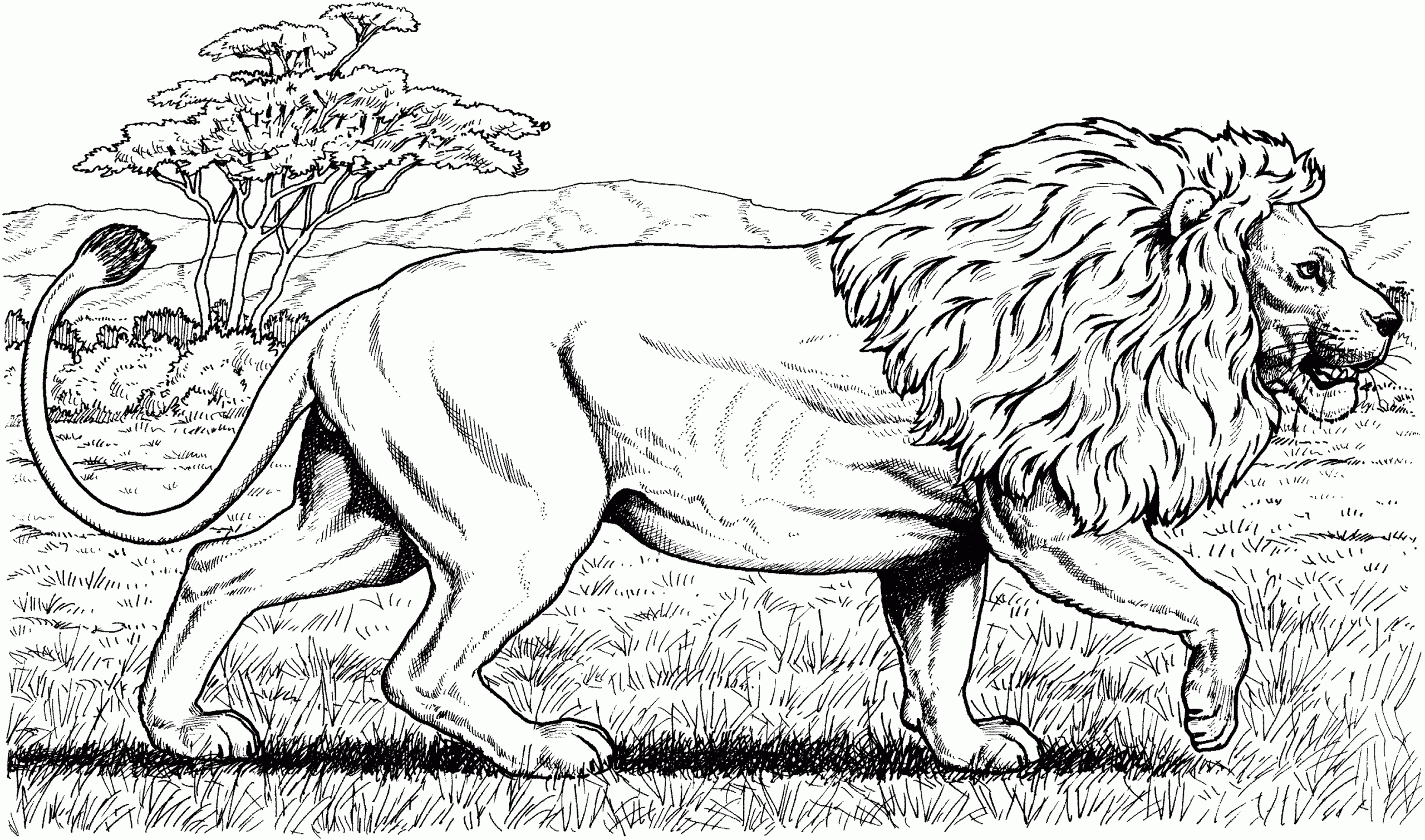 free lion coloring pages free lion coloring pages