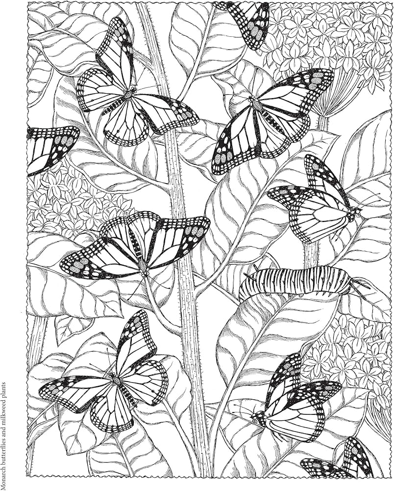 Amazon Creative Haven NatureScapes Coloring Book Adult Coloring Books Nature 9780486494500 Wynne Patricia J Books