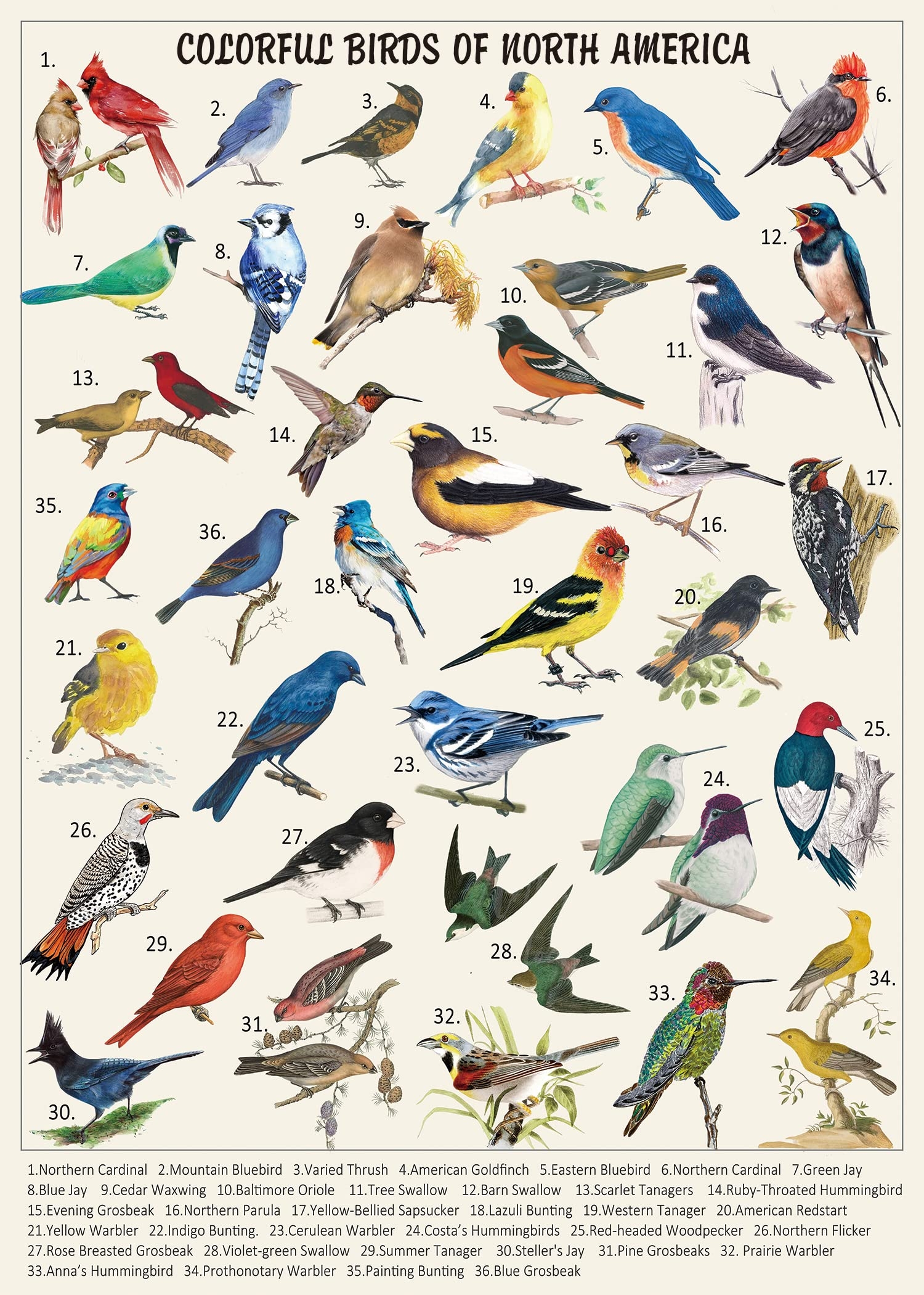 Amazon Vintage Bird Puzzles For Adults 1000 Pieces Animal Hummingbird Puzzle Of 36 Colorful Birds In North America Bird Jigsaw Puzzles Nature Toys Games