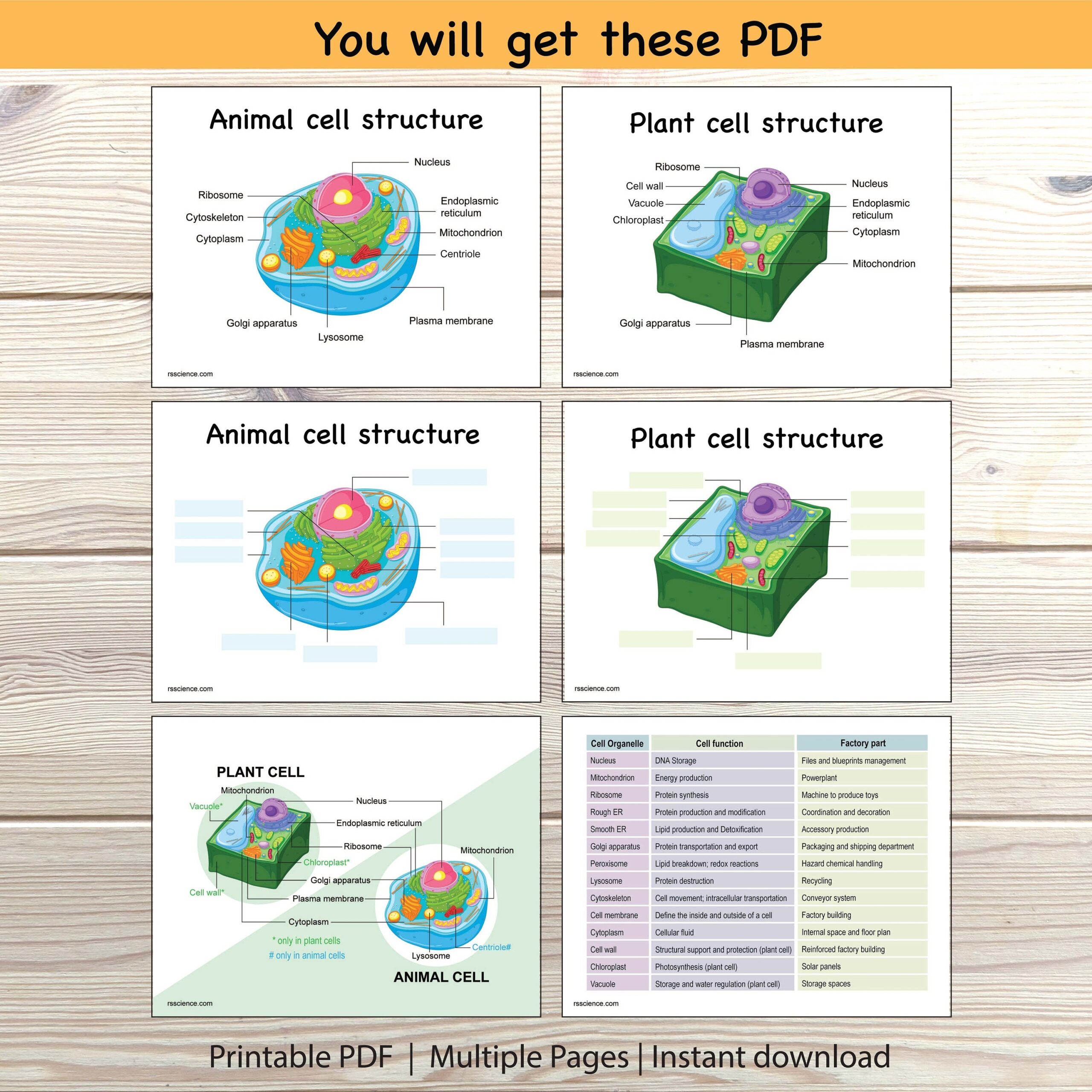 Animal Plant Cell Structure Worksheet Labeling Diagram printable Etsy