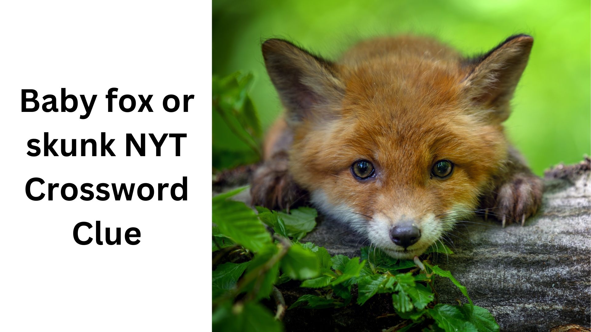 Baby Fox Or Skunk NYT Crossword Clue August 3 2024 Baby Fox Or Skunk NYT Crossword Clue August 3 2024