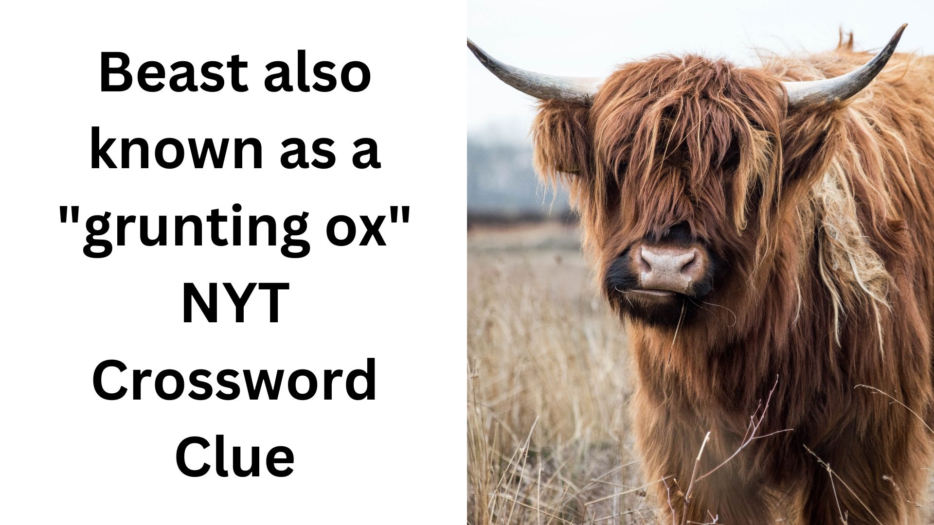 Beast Also Known As A grunting Ox NYT Crossword Clue December 22 2024 Beast Also Known As A grunting Ox NYT Crossword Clue December 22 2024