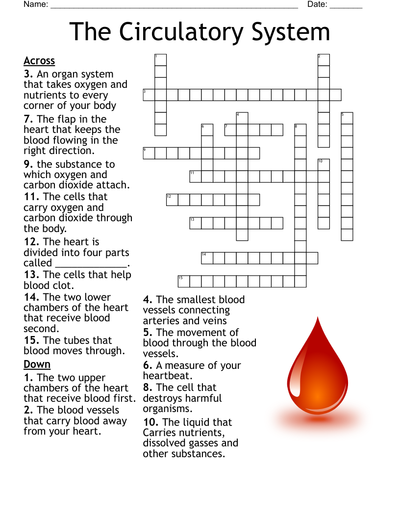 Cardiovascular System Crossword WordMint Cardiovascular System Crossword WordMint