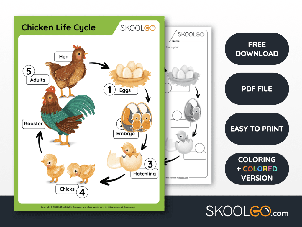 Chicken Life Cycle Free Worksheet SKOOLGO