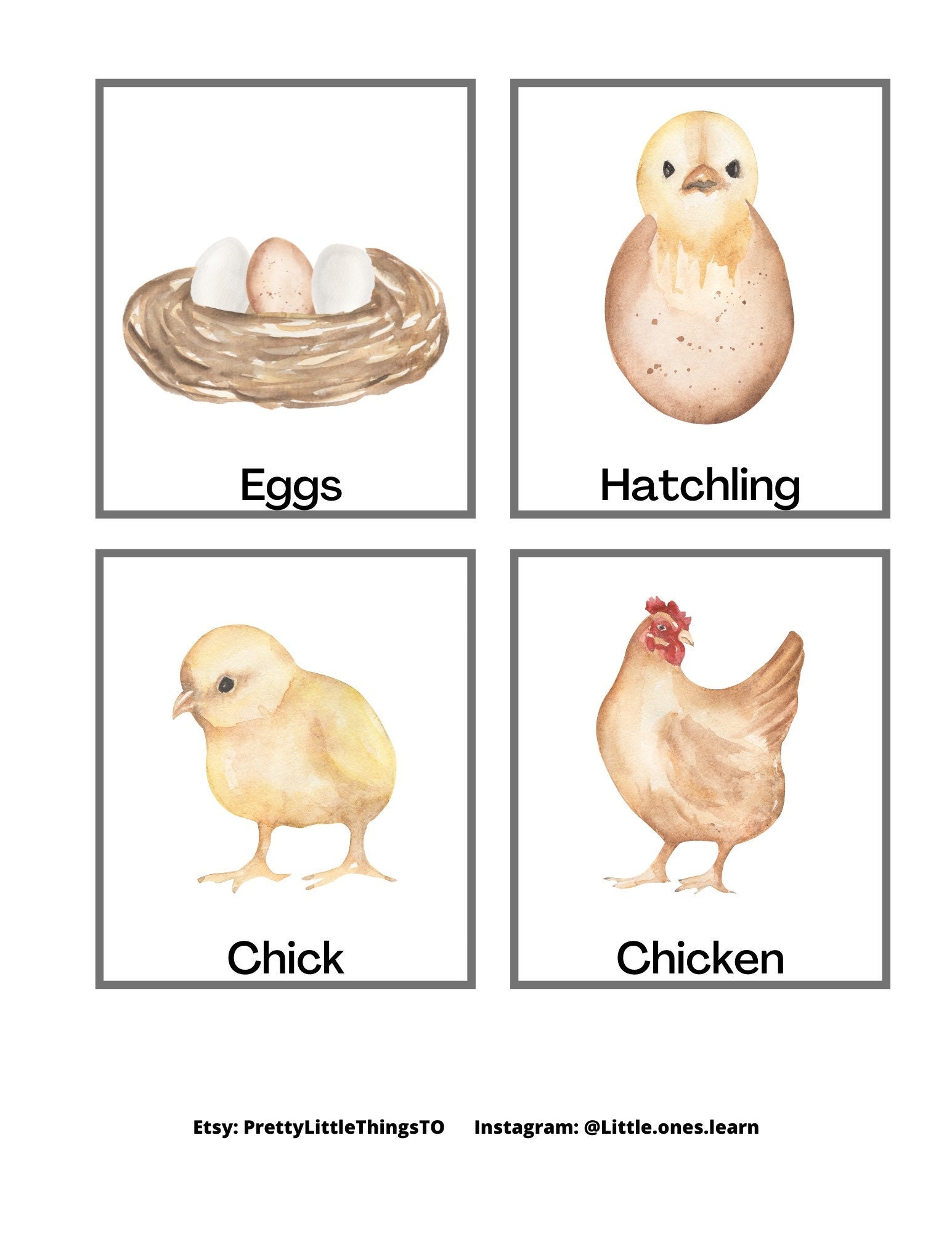 chicken life cycle worksheet chicken life cycle worksheet