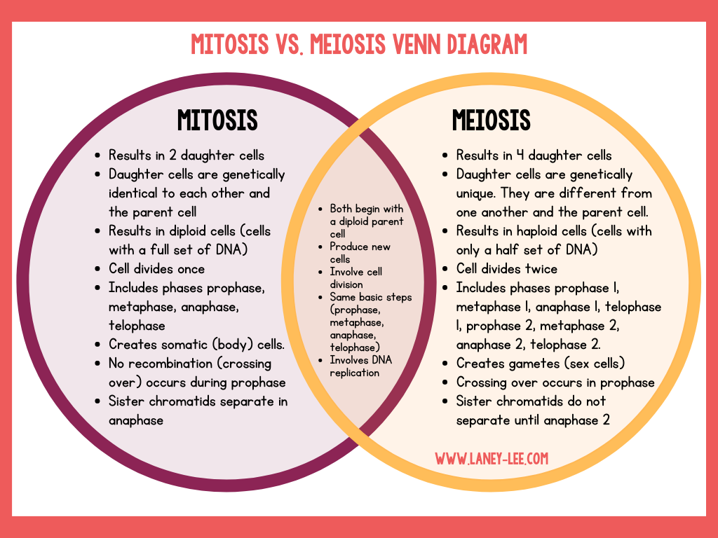 mitosis and meiosis venn diagram mitosis and meiosis venn diagram