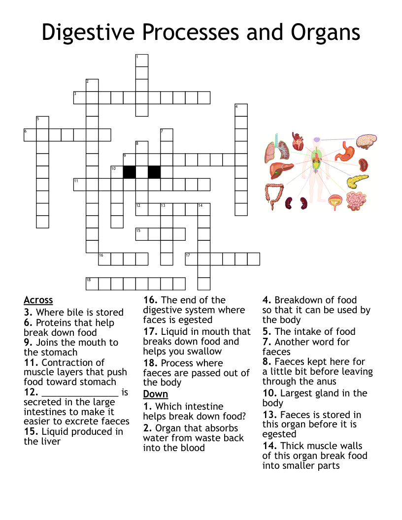 Digestive Processes And Organs Crossword WordMint Digestive Processes And Organs Crossword WordMint