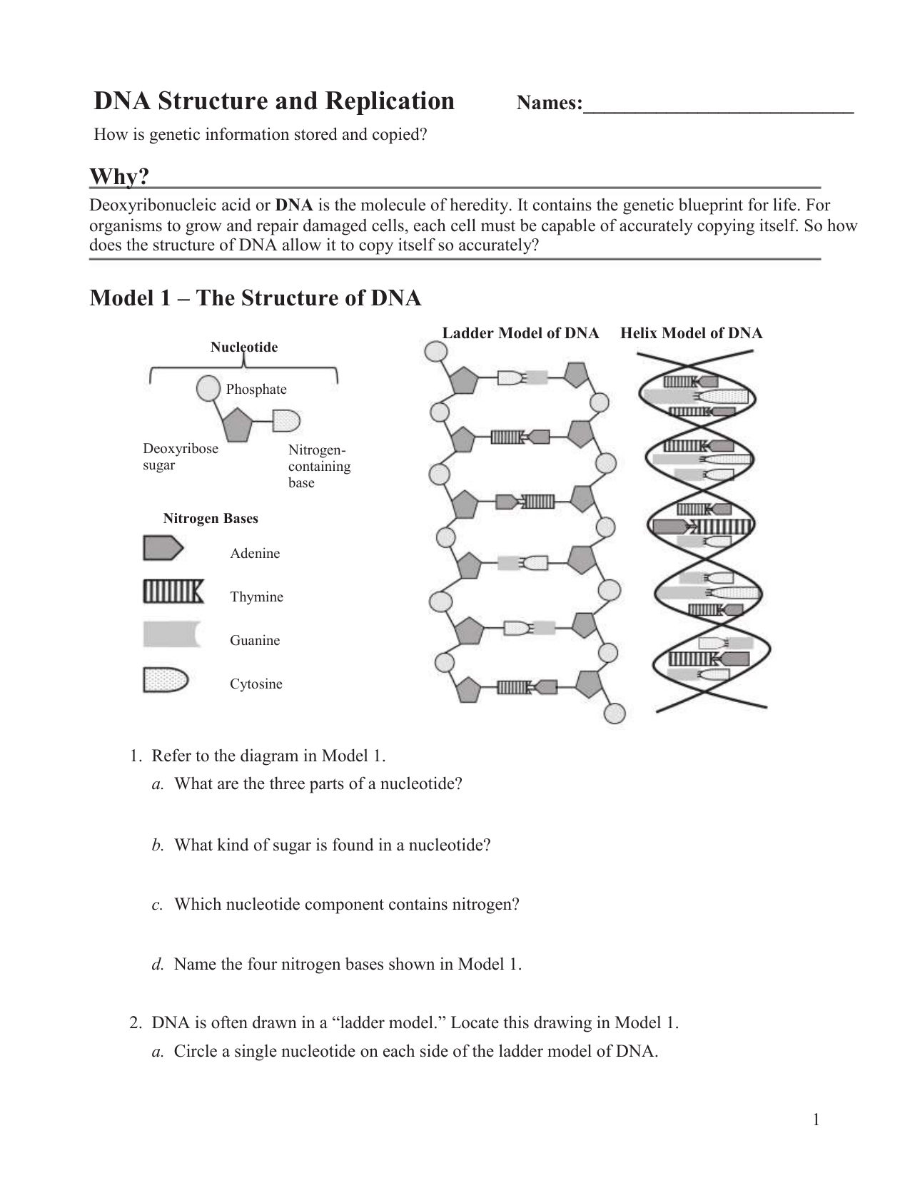 DNA Structure And Replication Worksheet DNA Structure And Replication Worksheet