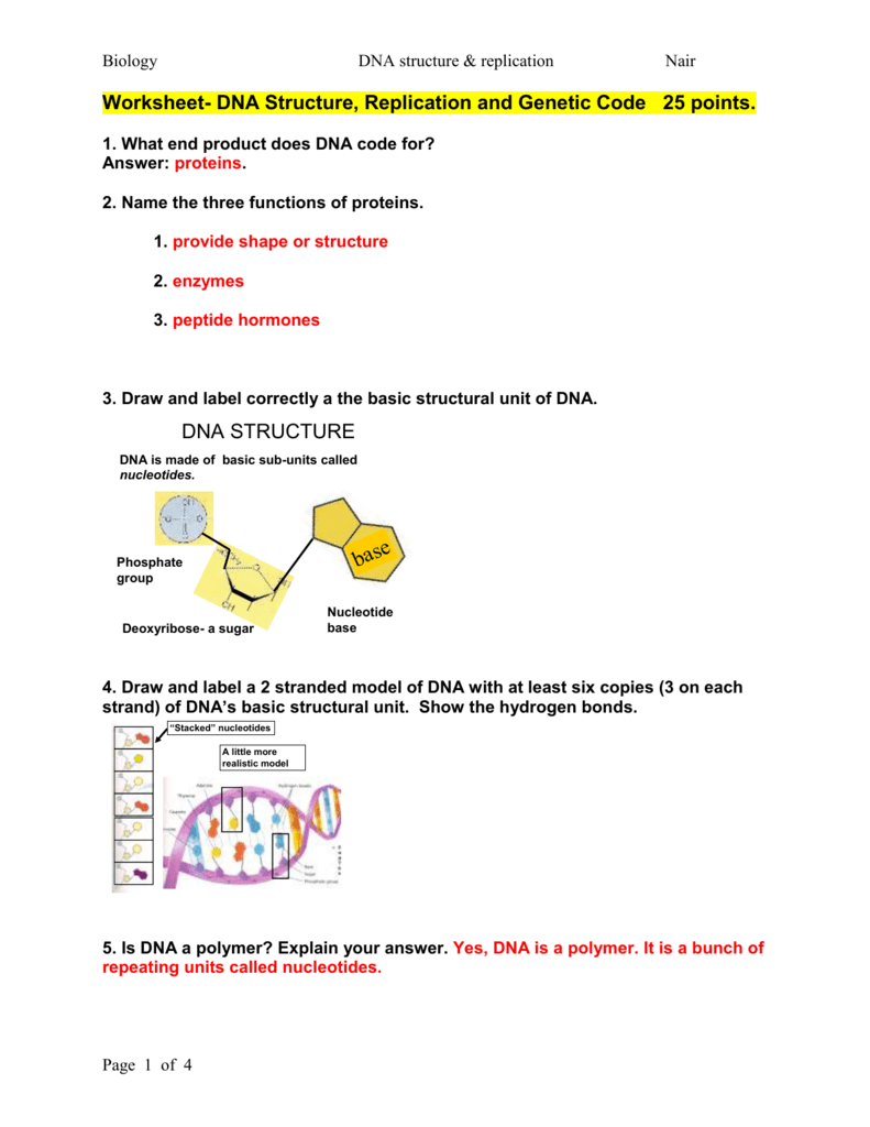 worksheet dna structure and replication