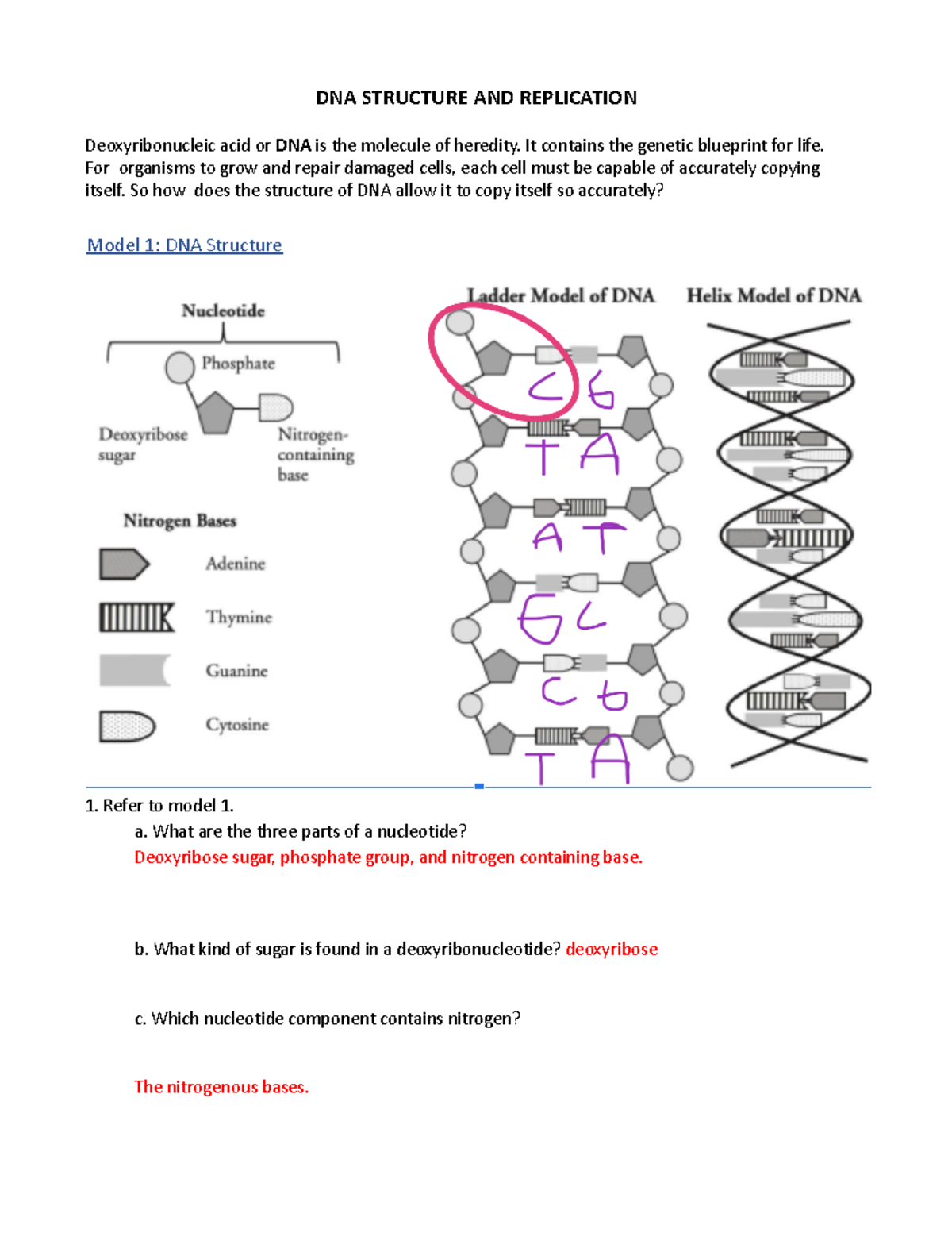DNA Structure Replication Worksheet Model 1 2 Activities Studocu DNA Structure Replication Worksheet Model 1 2 Activities Studocu