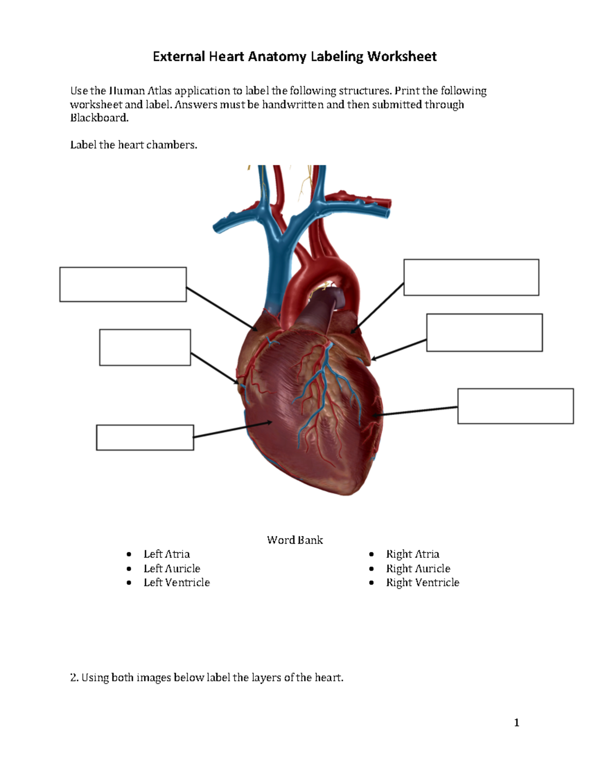 External And Internal Heart Anatomy Labeling Worksheet BIO 101 Studocu