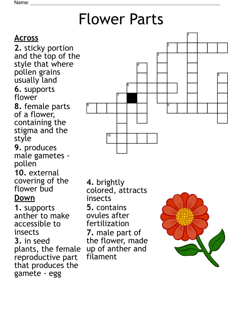 Flower Parts Crossword WordMint