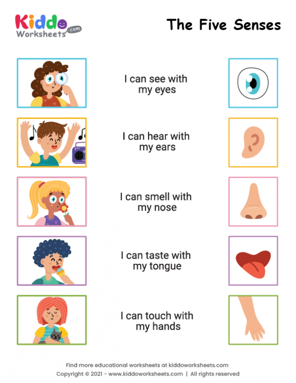 5 senses worksheet preschool free printable