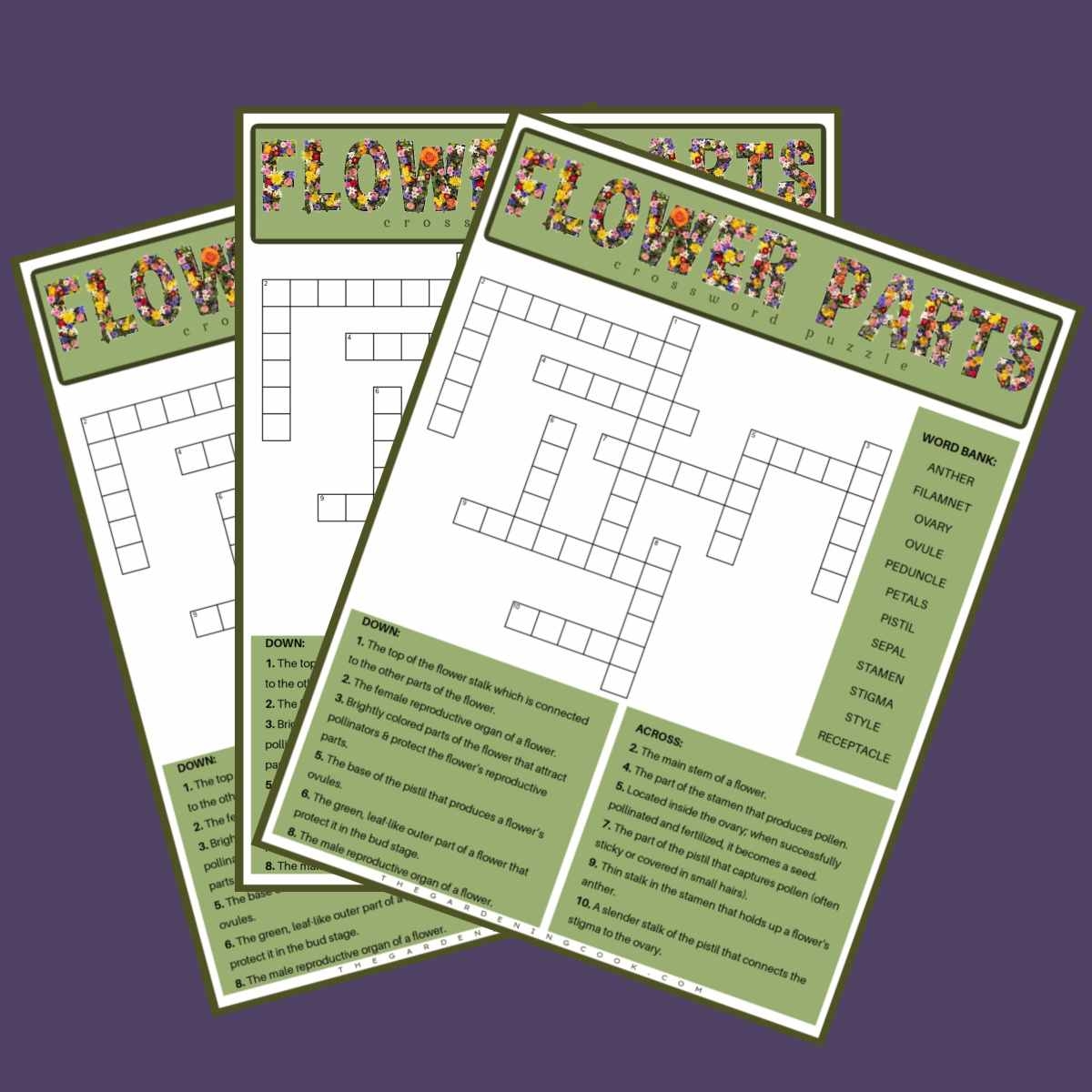 Free Printable Flower Parts Crossword Puzzle PDF JPG 