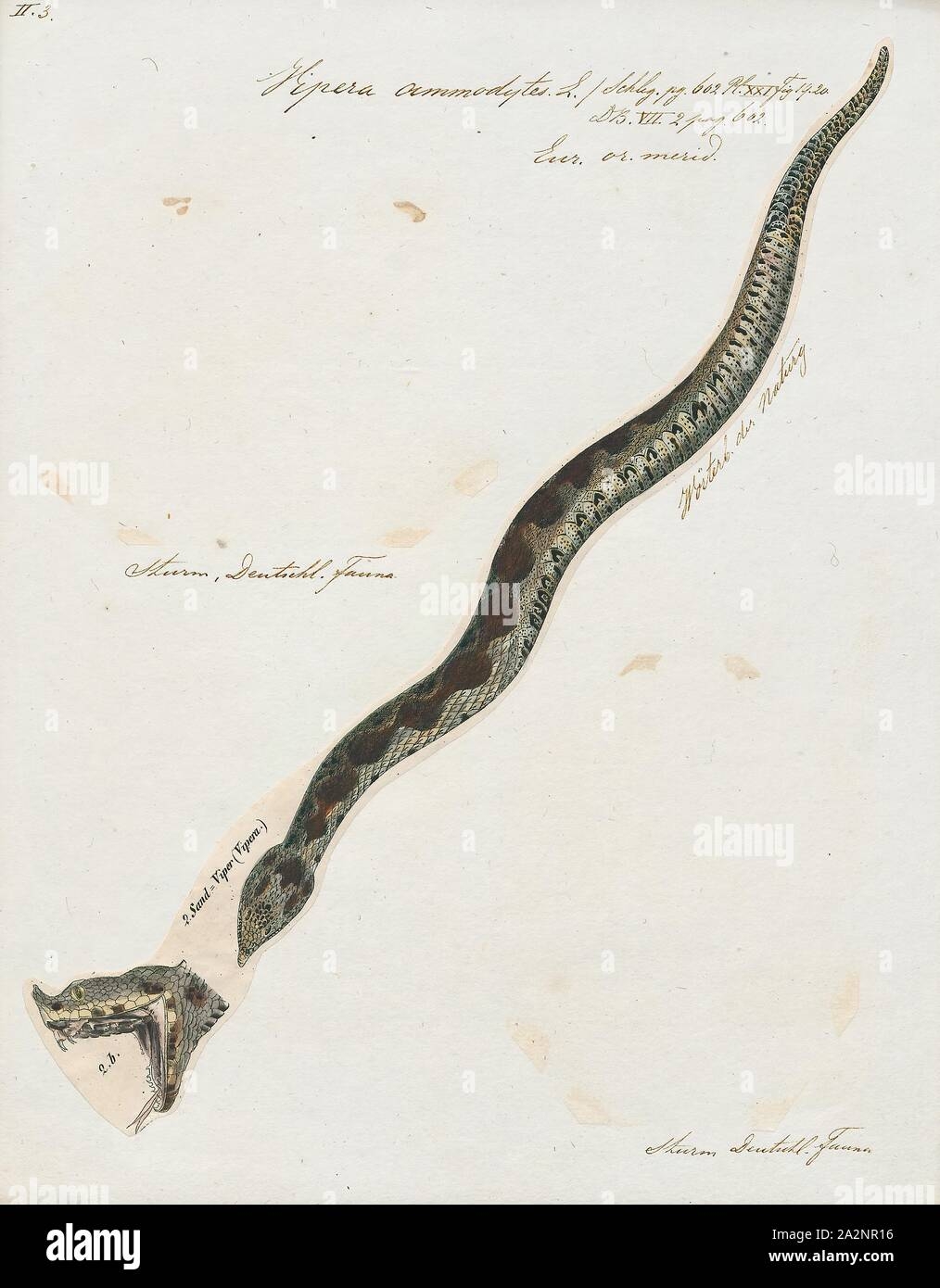 greek word for viper