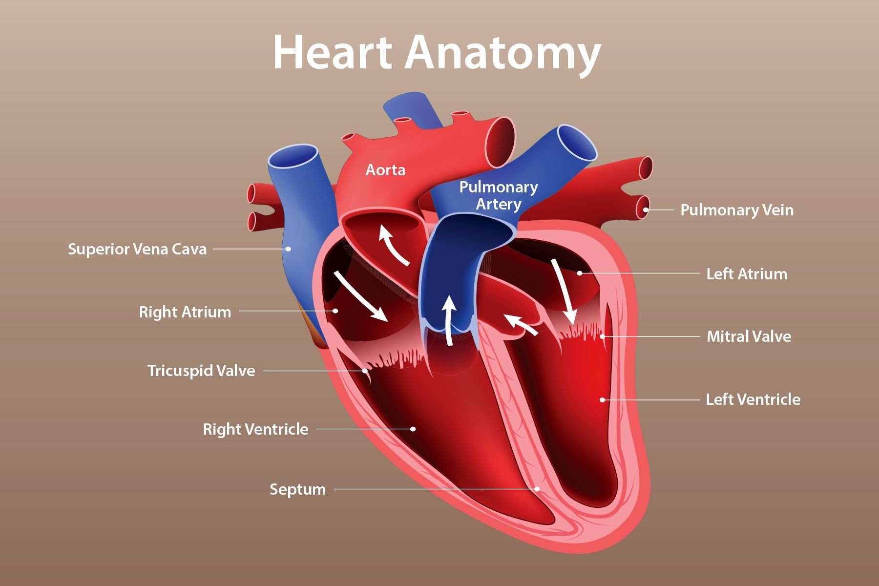 Heart Anatomy Function And Blood Circulation