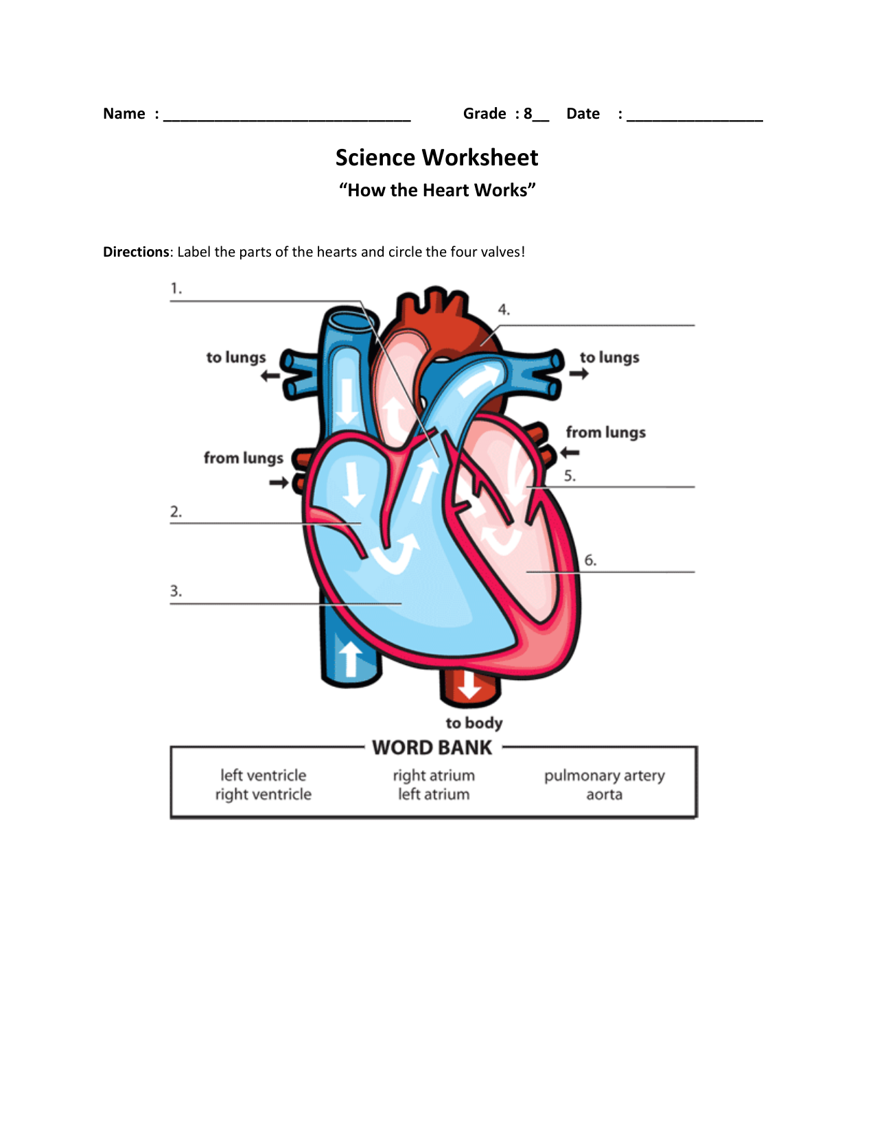 Heart Anatomy Worksheet For Middle School Science