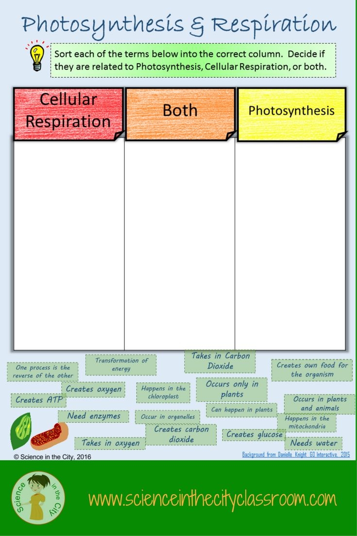 photosynthesis and cellular respiration worksheet photosynthesis and cellular respiration worksheet