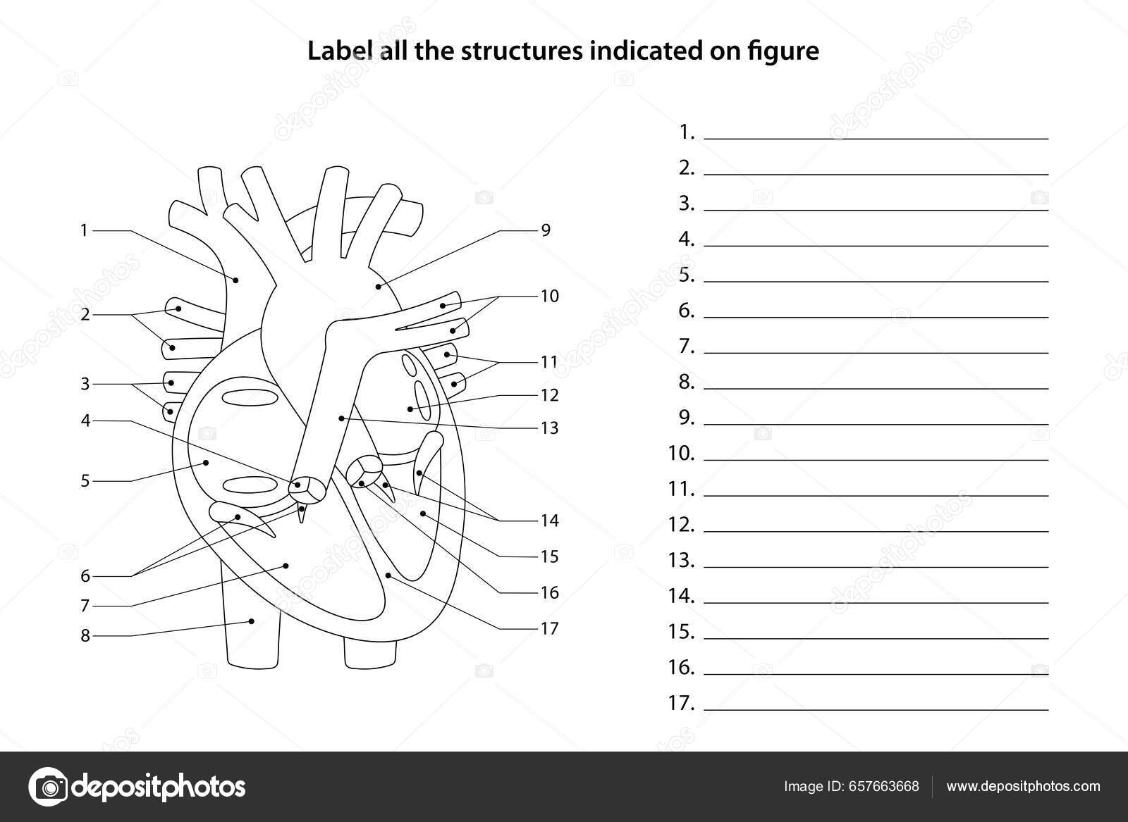 label the heart worksheet