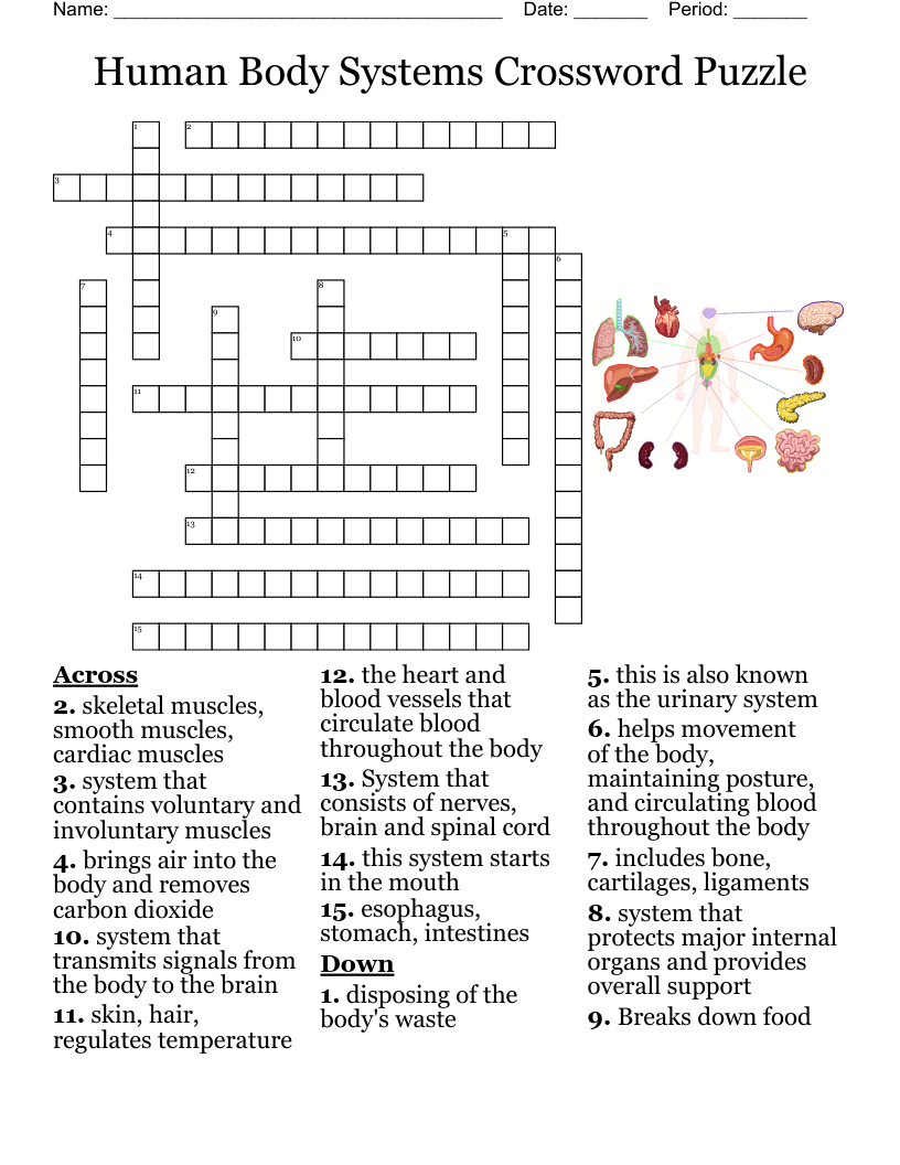 Human Body Systems Crossword Puzzle WordMint