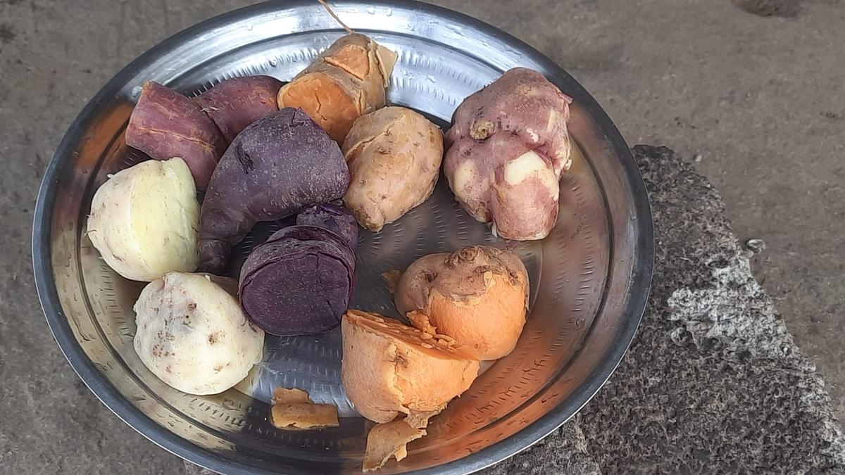 ICAR CTCRI To Take Its Tuber based Rainbow Diet Campaign To More States The Hindu