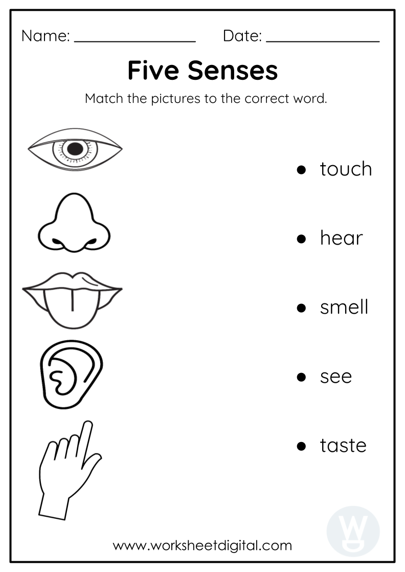 science worksheet for kindergarten