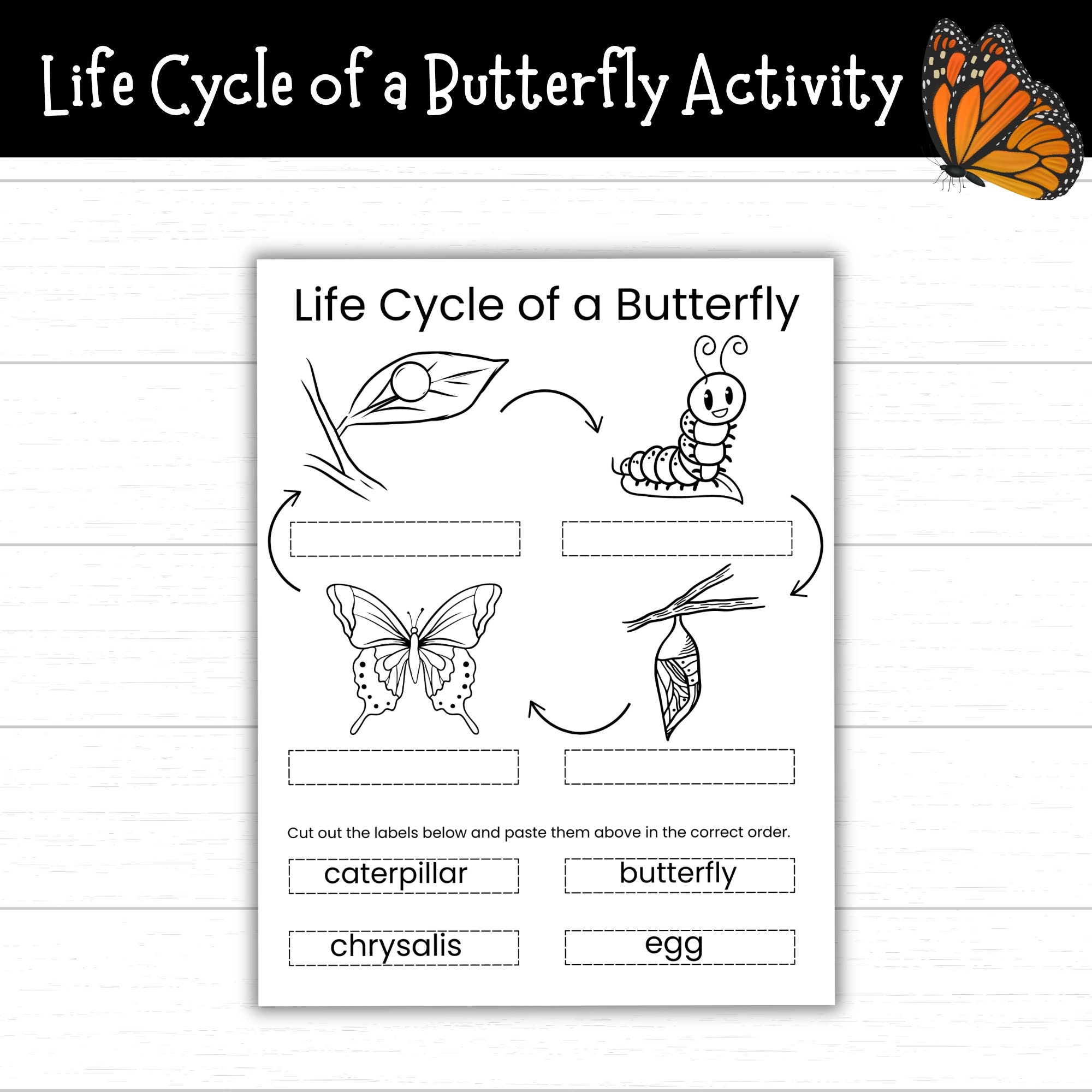 worksheet life cycle of butterfly