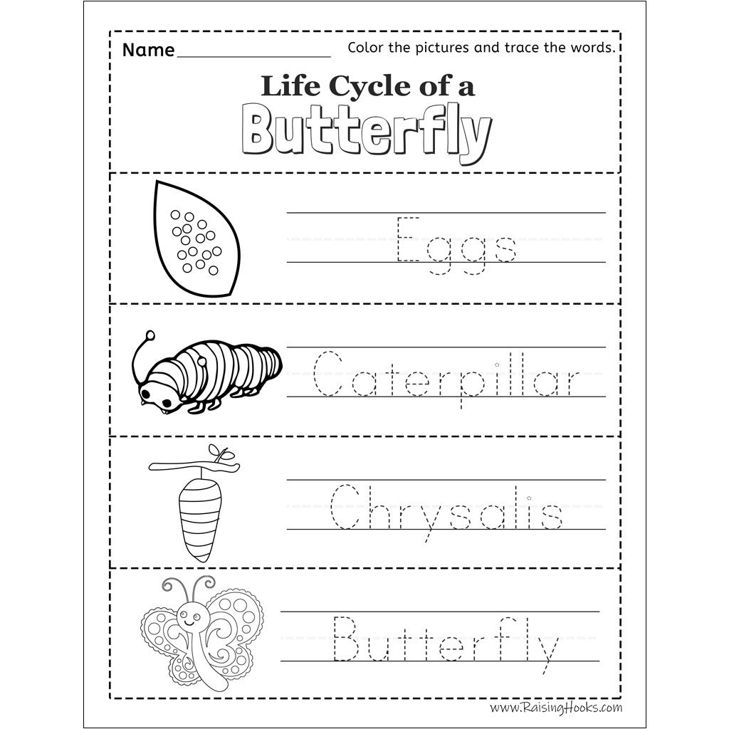 butterflies life cycle worksheet