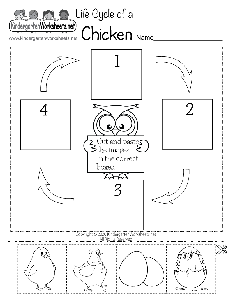 Life Cycle Of A Chicken Worksheet Free Printable Digital PDF Life Cycle Of A Chicken Worksheet Free Printable Digital PDF