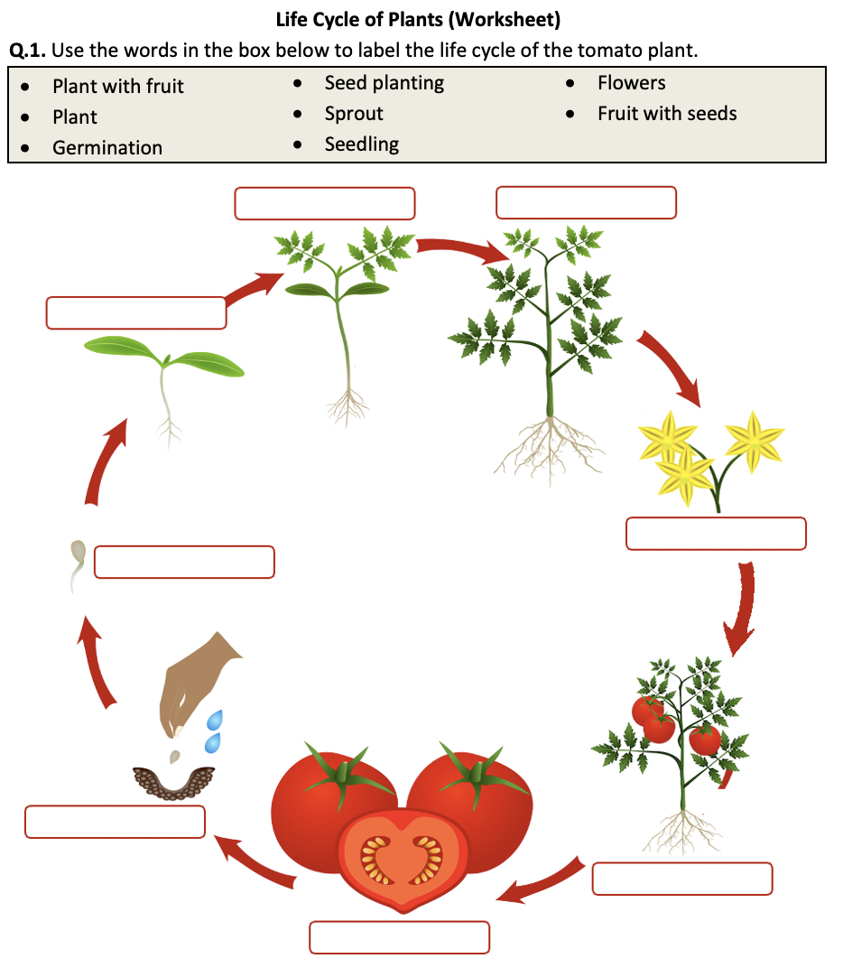 plant life cycle worksheet