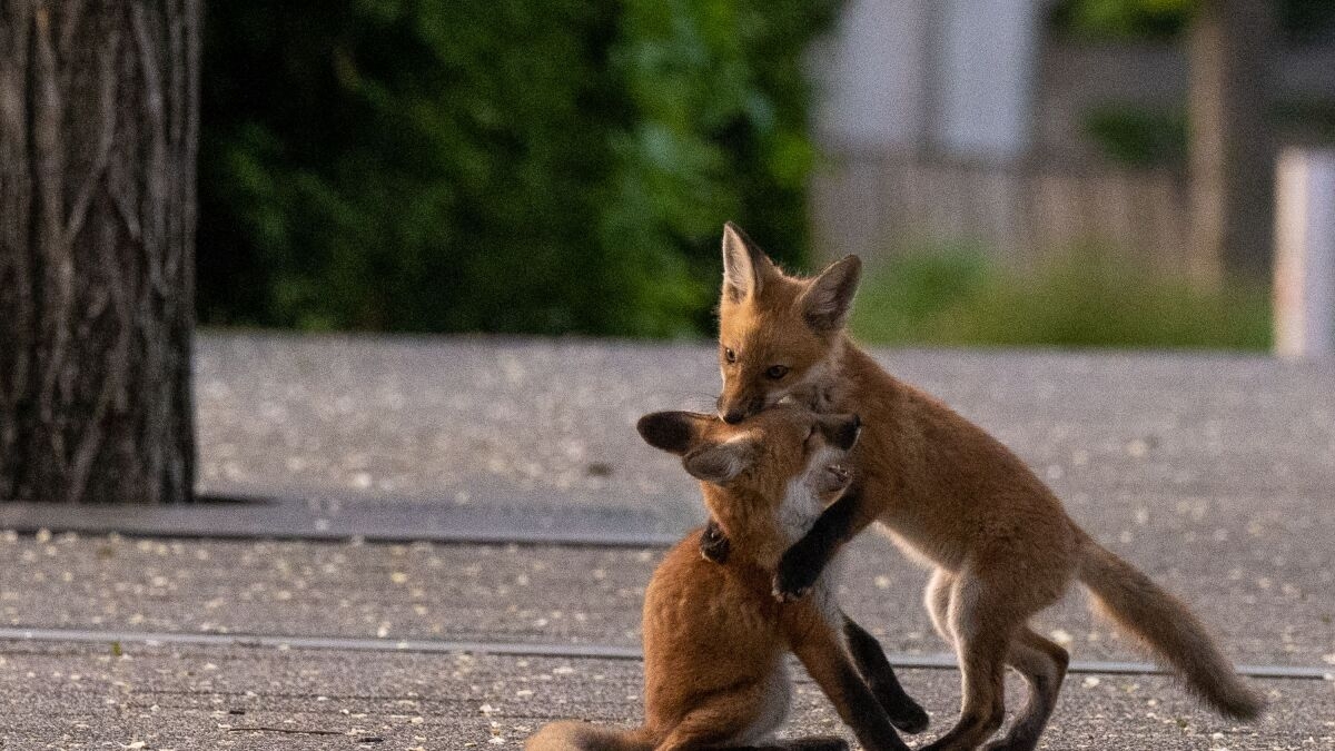 Millennium Park Fox Family Is The Latest Chicago Wildlife To Go Viral Chicago Sun Times Millennium Park Fox Family Is The Latest Chicago Wildlife To Go Viral Chicago Sun Times