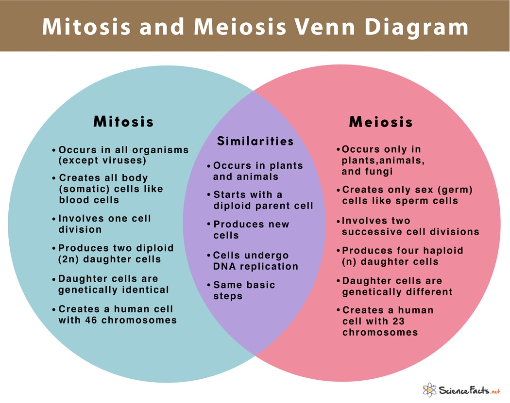 Mitosis Vs Meiosis 14 Main Differences Along With Similarities Mitosis Vs Meiosis 14 Main Differences Along With Similarities