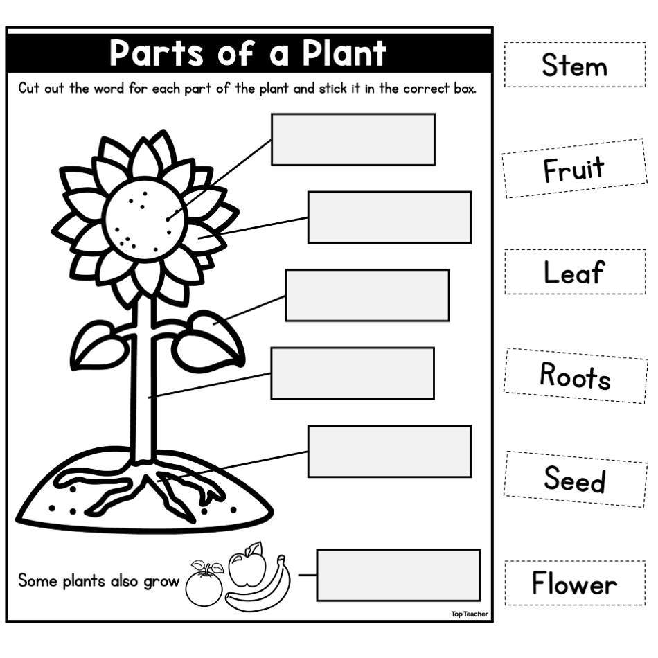 Parts Of A Plant Biological Science Worksheet Top Teacher
