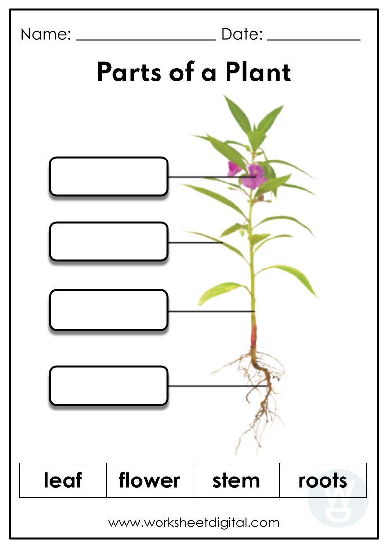 Parts Of A Plant Worksheet Digital 1 Teacher Made Resources