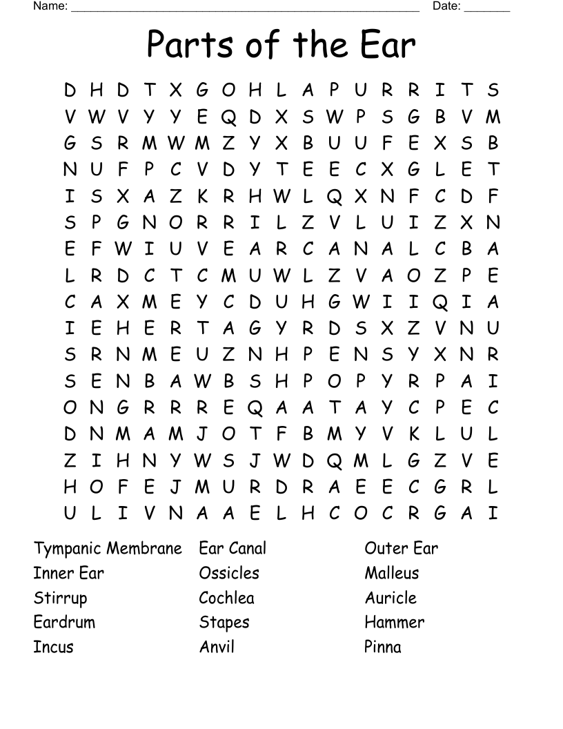 Parts Of The Ear Word Search WordMint