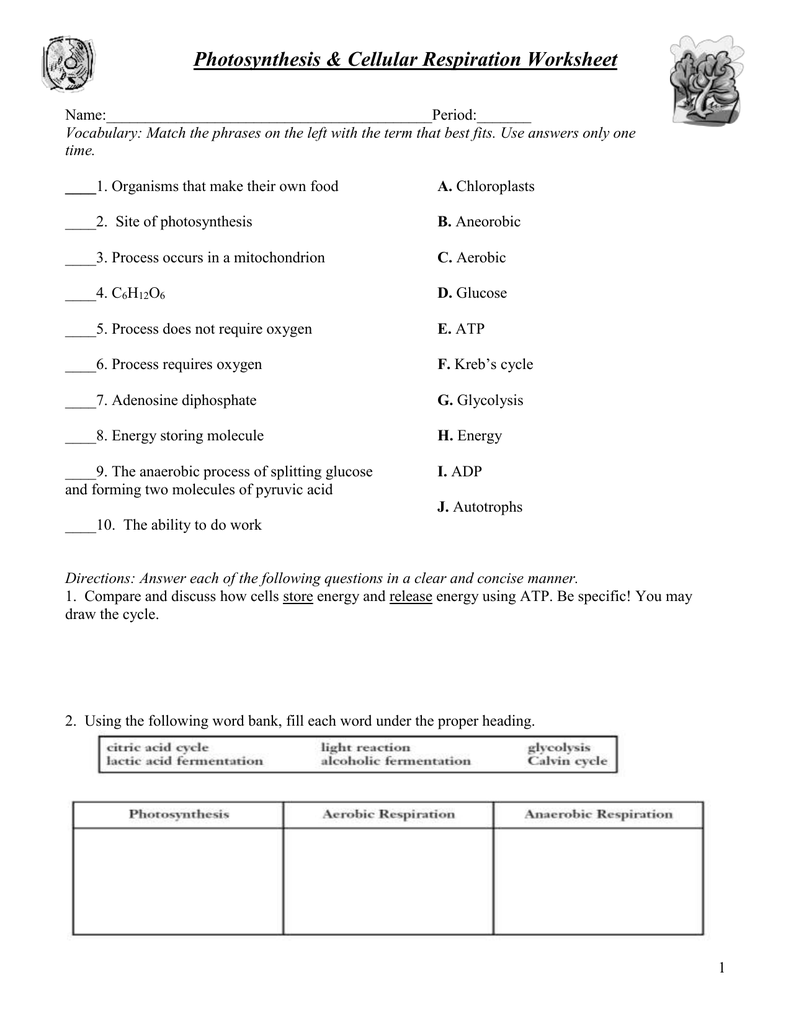 Photosynthesis Cellular Respiration Worksheet Photosynthesis Cellular Respiration Worksheet