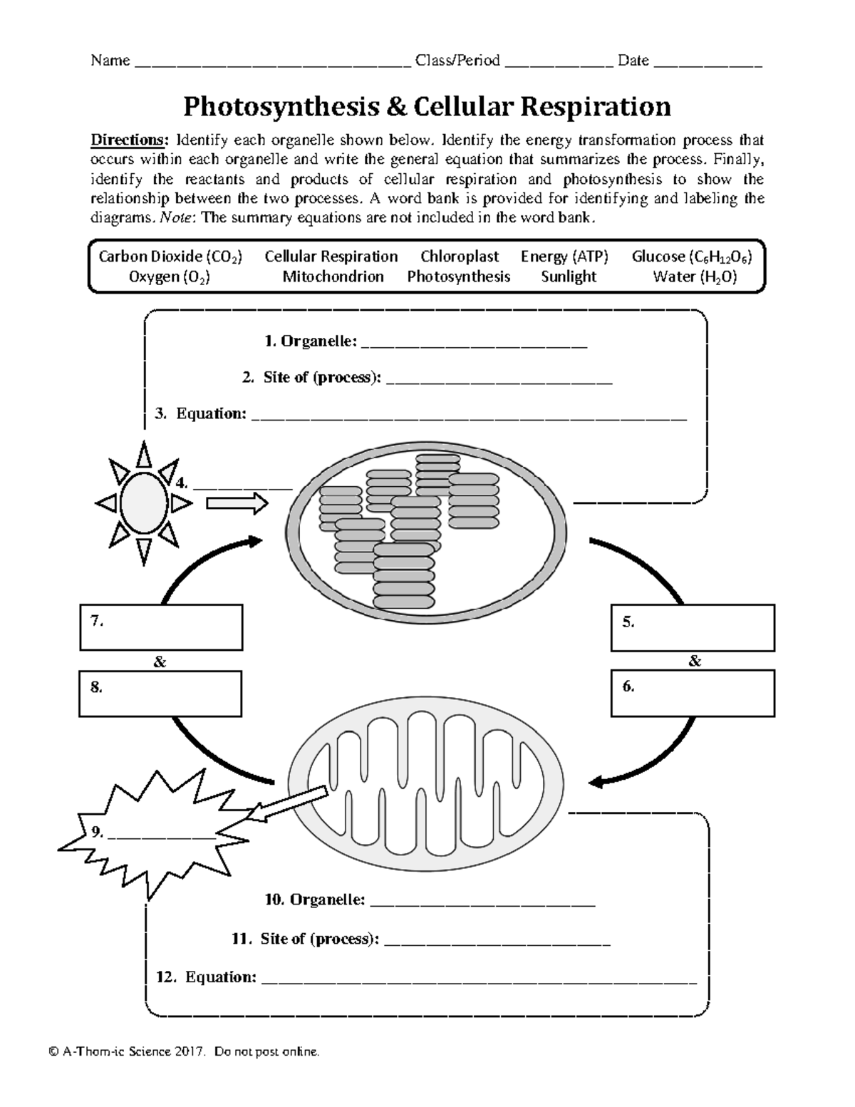 Photosynthesis Cellular Respiration Worksheet Biol 101 Studocu