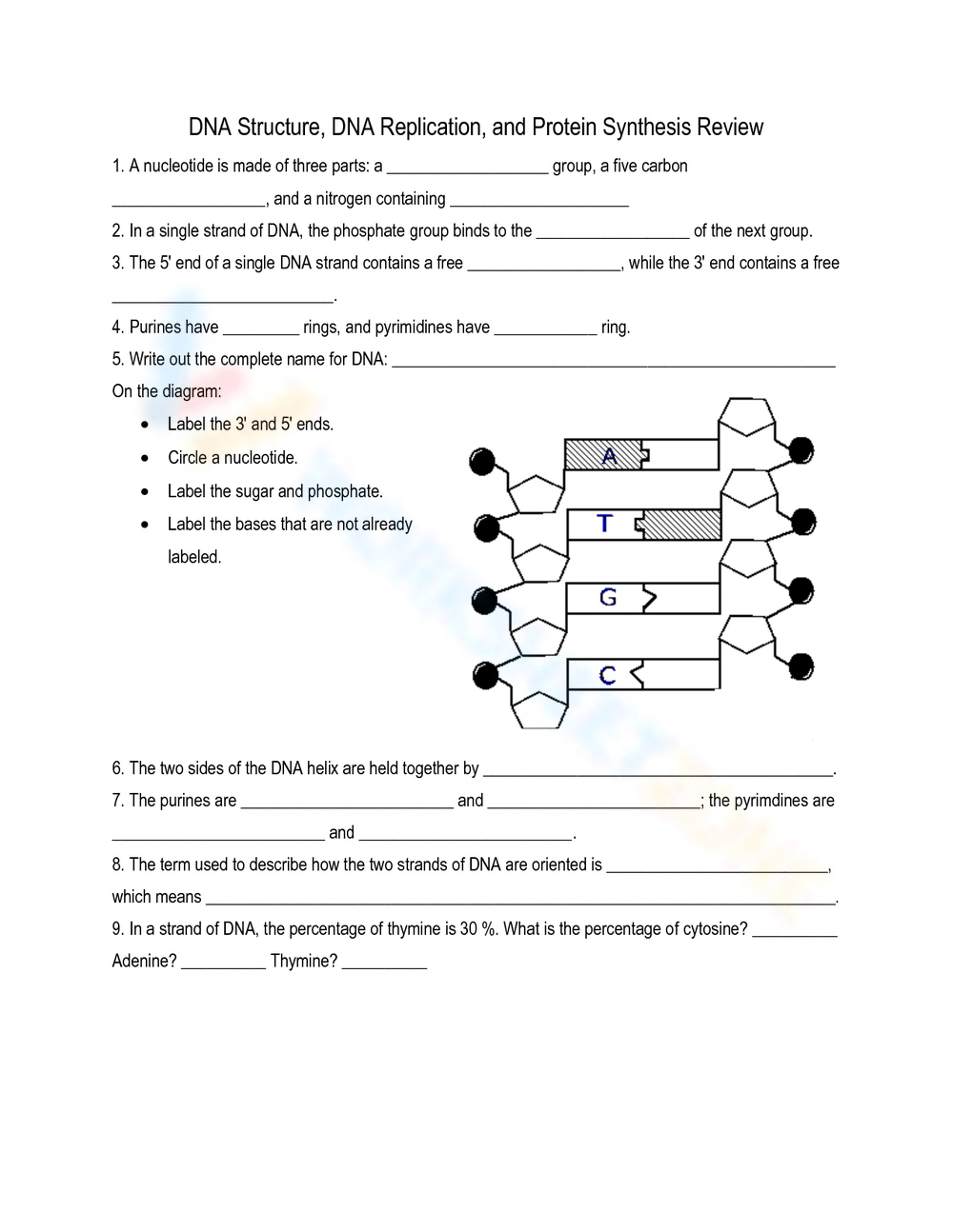 Printable 10th Grade Dna Structure And Replication Worksheets Download