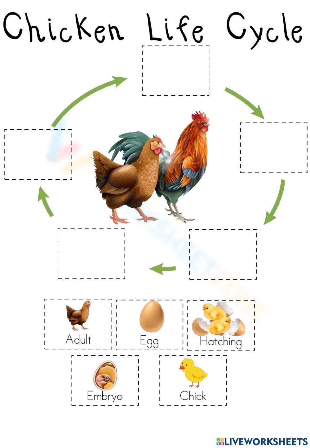 Printable Chicken Life Cycle Worksheets Download Printable Chicken Life Cycle Worksheets Download