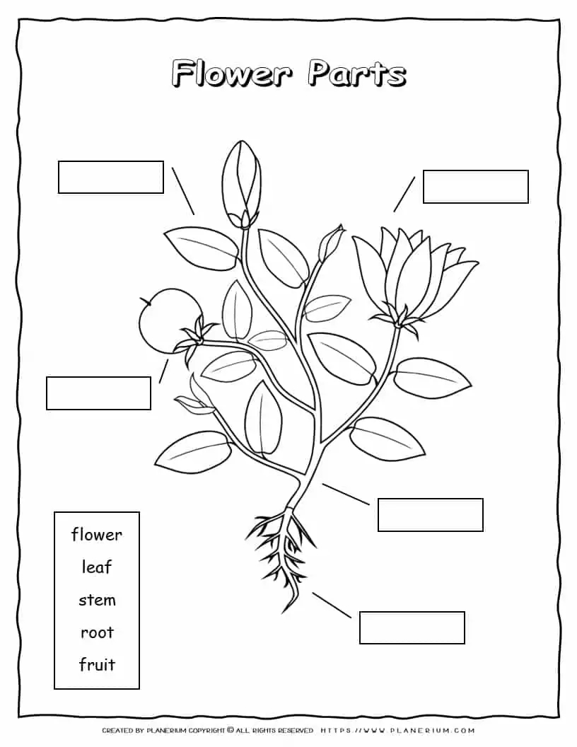 Printable Plant Parts Worksheet For Teachers