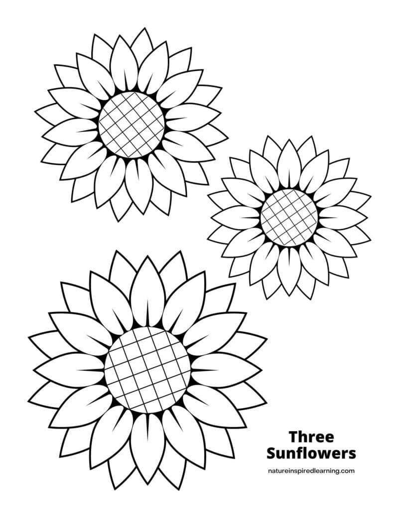 Sunflower Coloring Pages Nature Inspired Learning Sunflower Coloring Pages Nature Inspired Learning