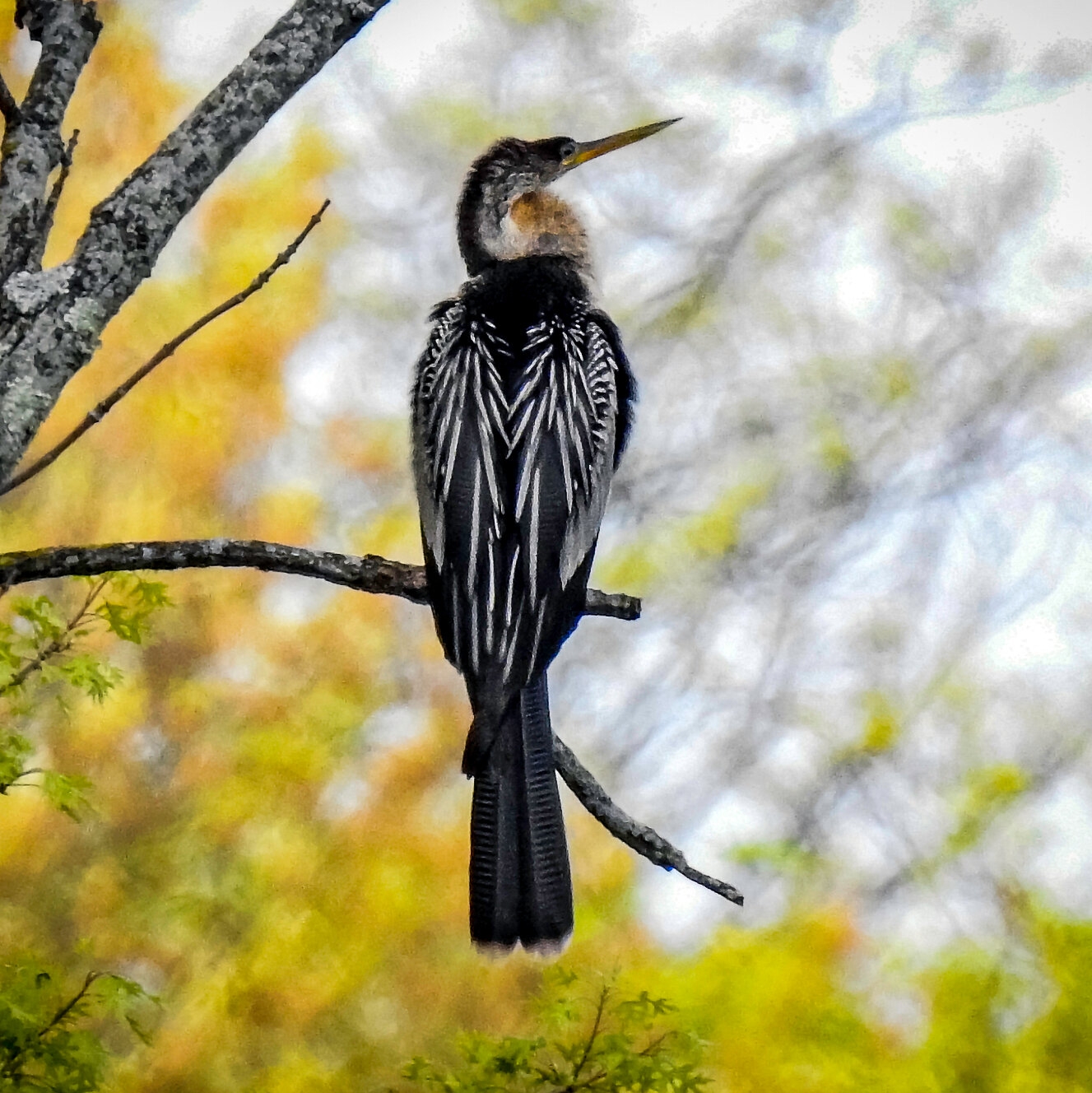 The Anhinga Or Devil Bird Lands In New York With More To Come The New York Times
