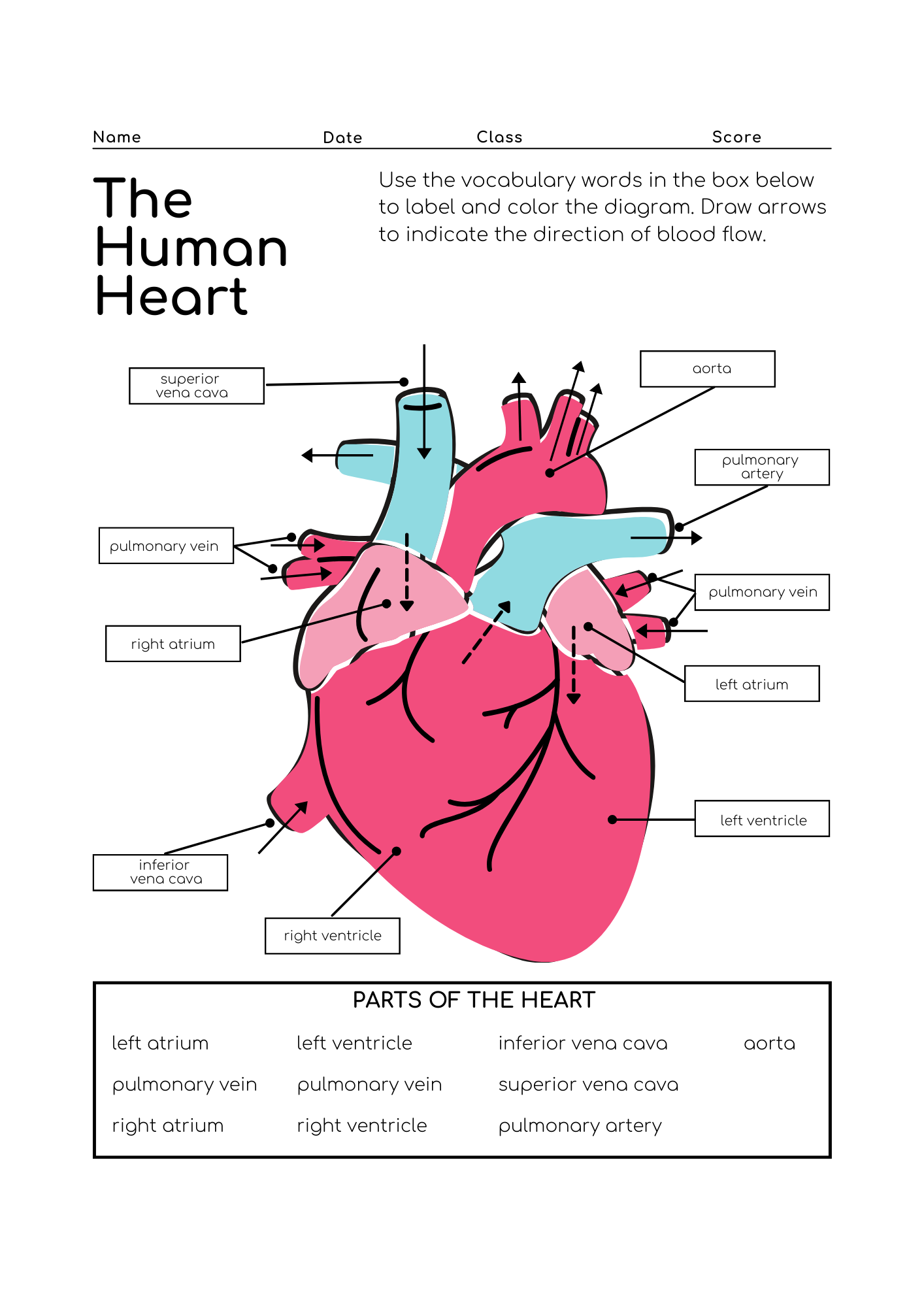 The Human Heart Labelling Worksheet Teaching Resources