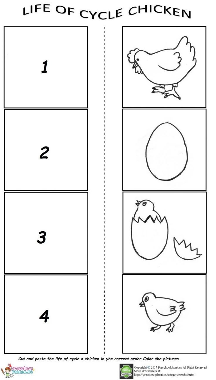 The Life Cycle Of A Chicken Worksheet The Life Cycle Of A Chicken Worksheet