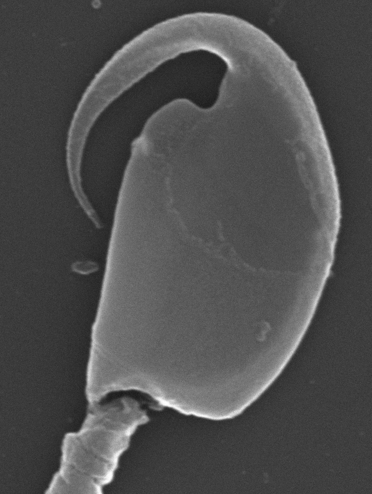 hook shape crossword clue